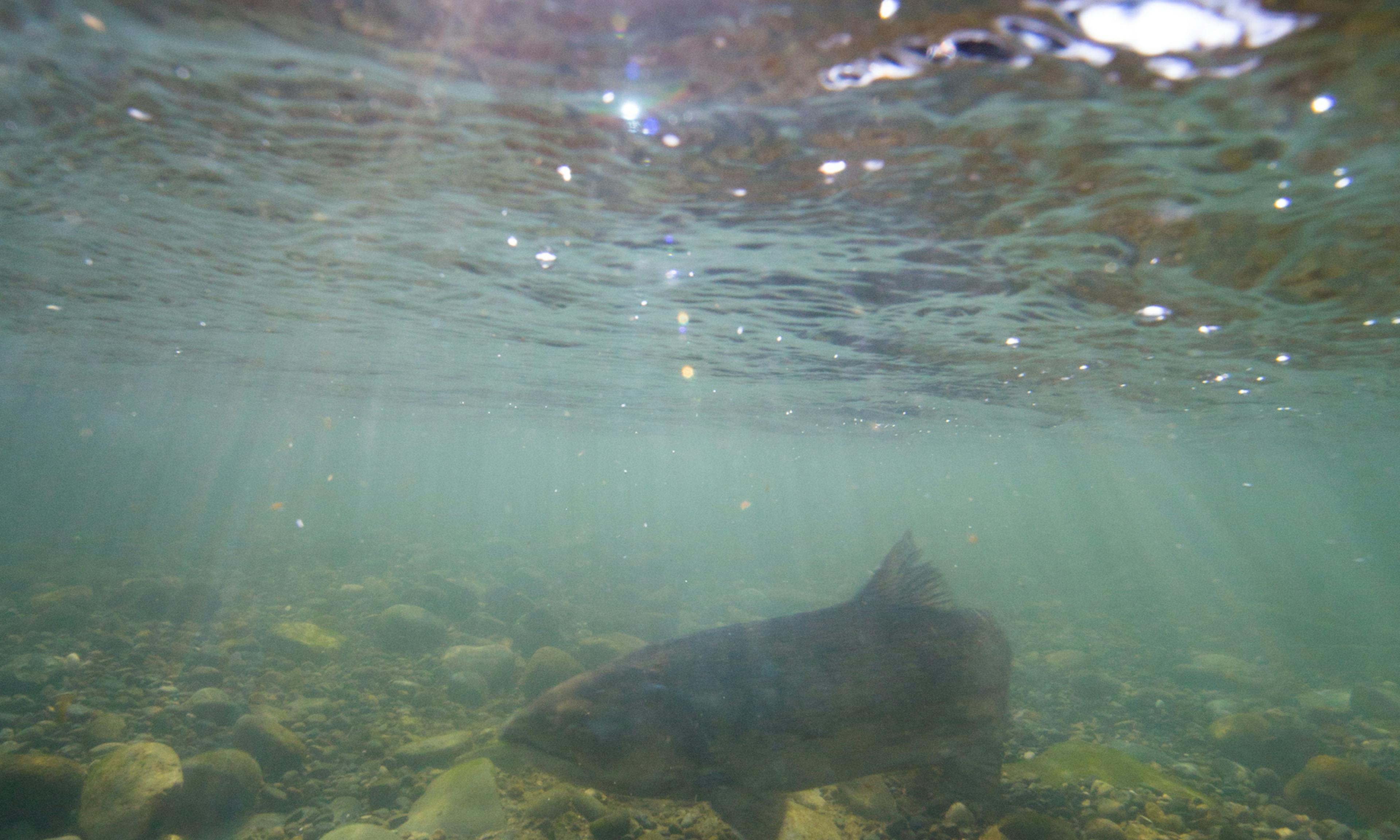 fish on the feather river- from DWR