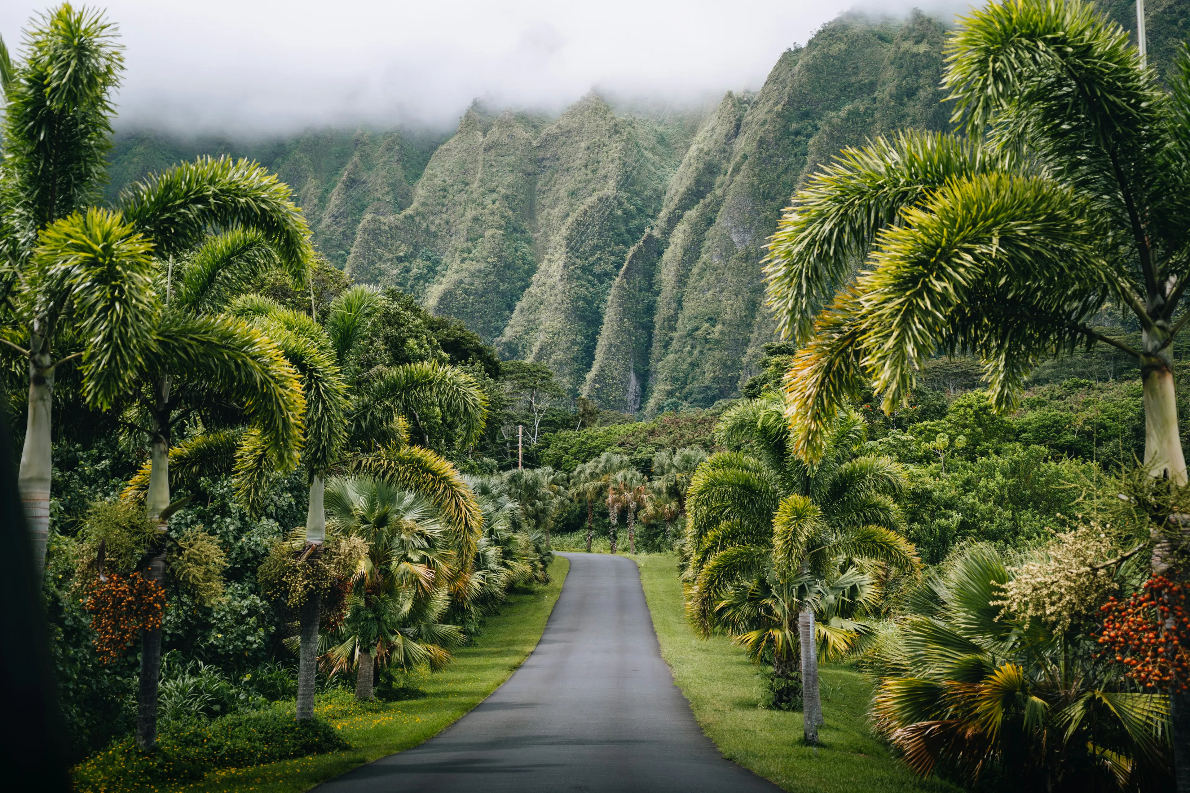 Palm-lined road through the lush mountains of Hawaii