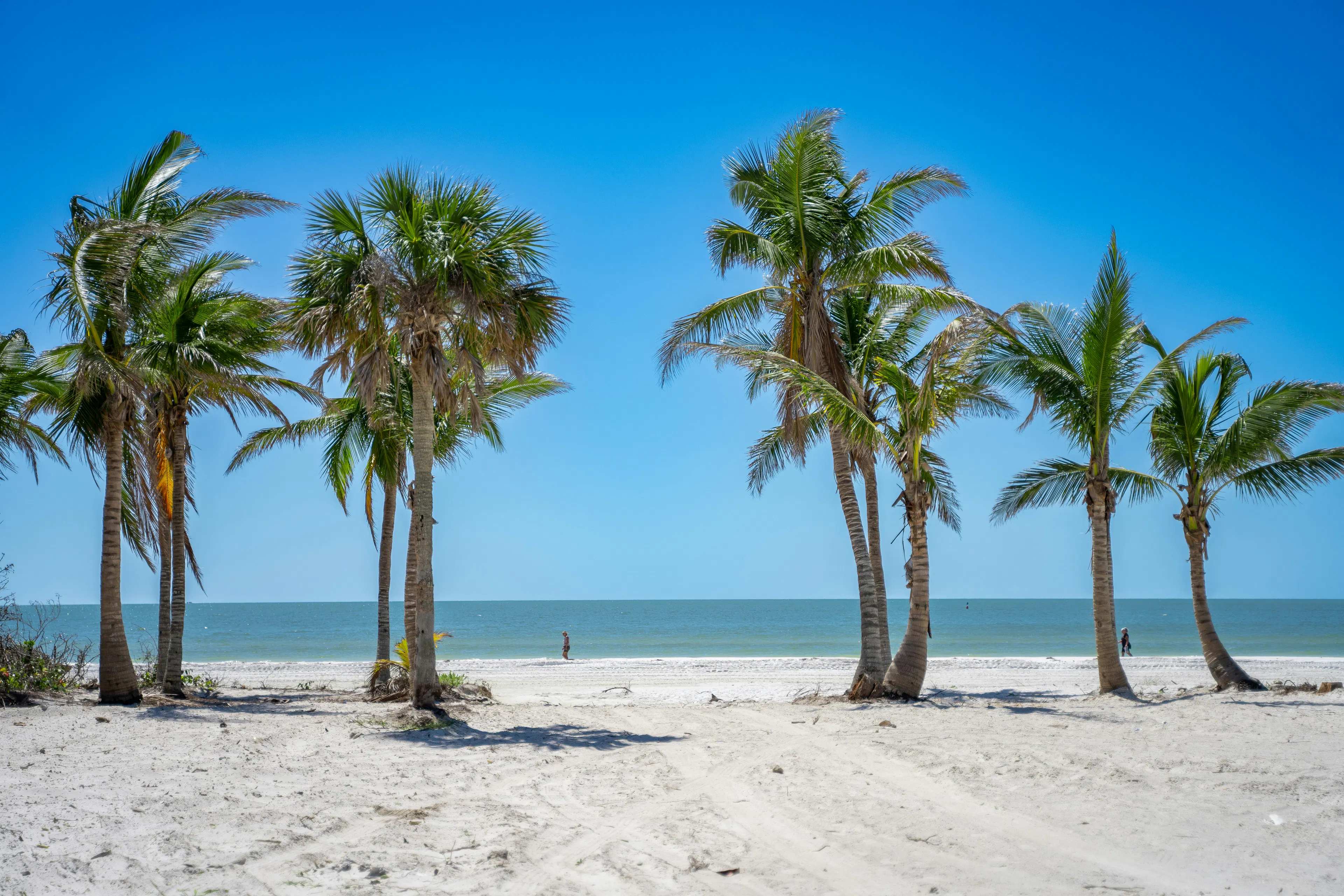 Palm trees lining a sandy beach with calm ocean water and a clear blue sky in Naples, Florida.