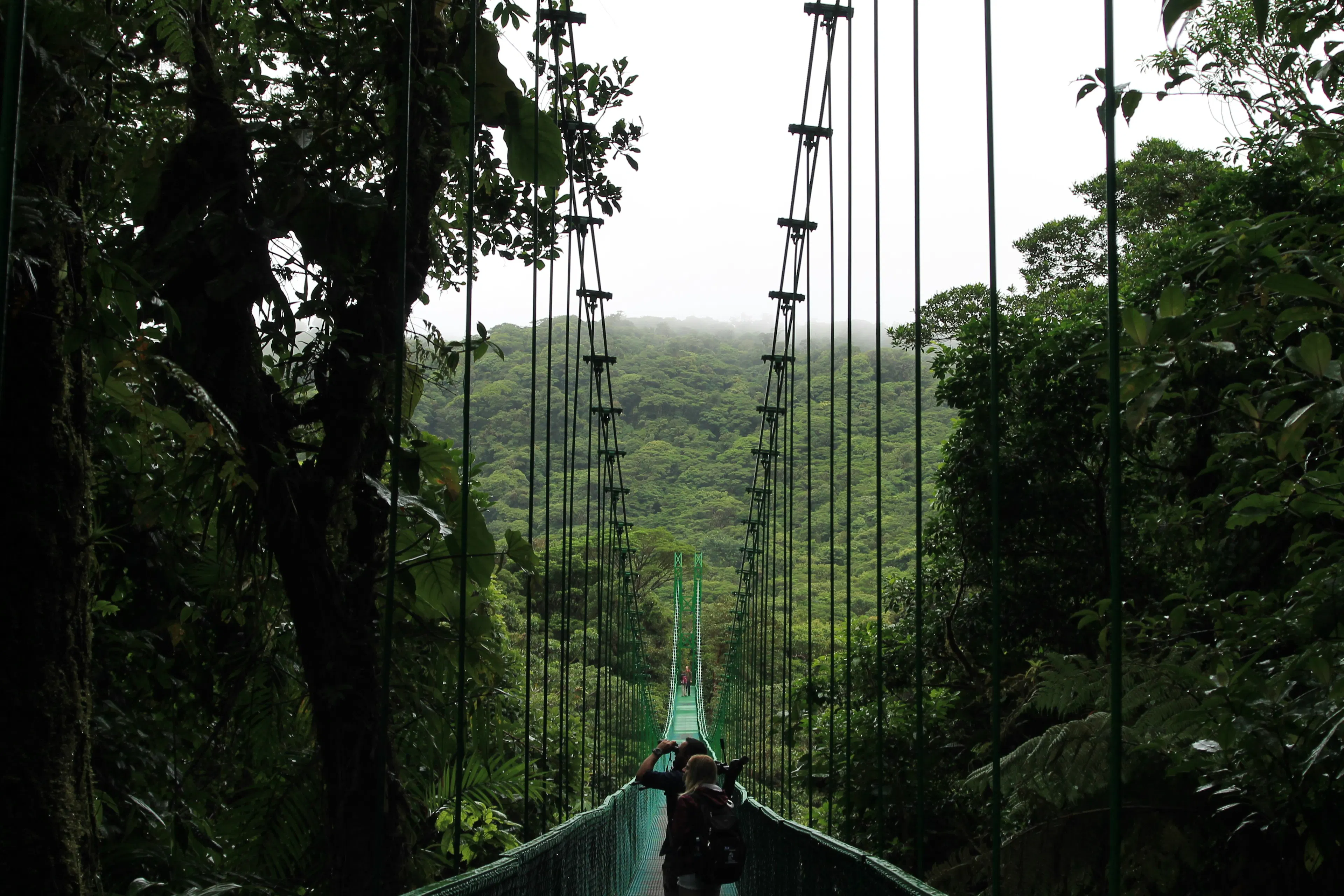 Suspension bridge crossing above a tropical rainforest canopy with visitors walking through the forest.