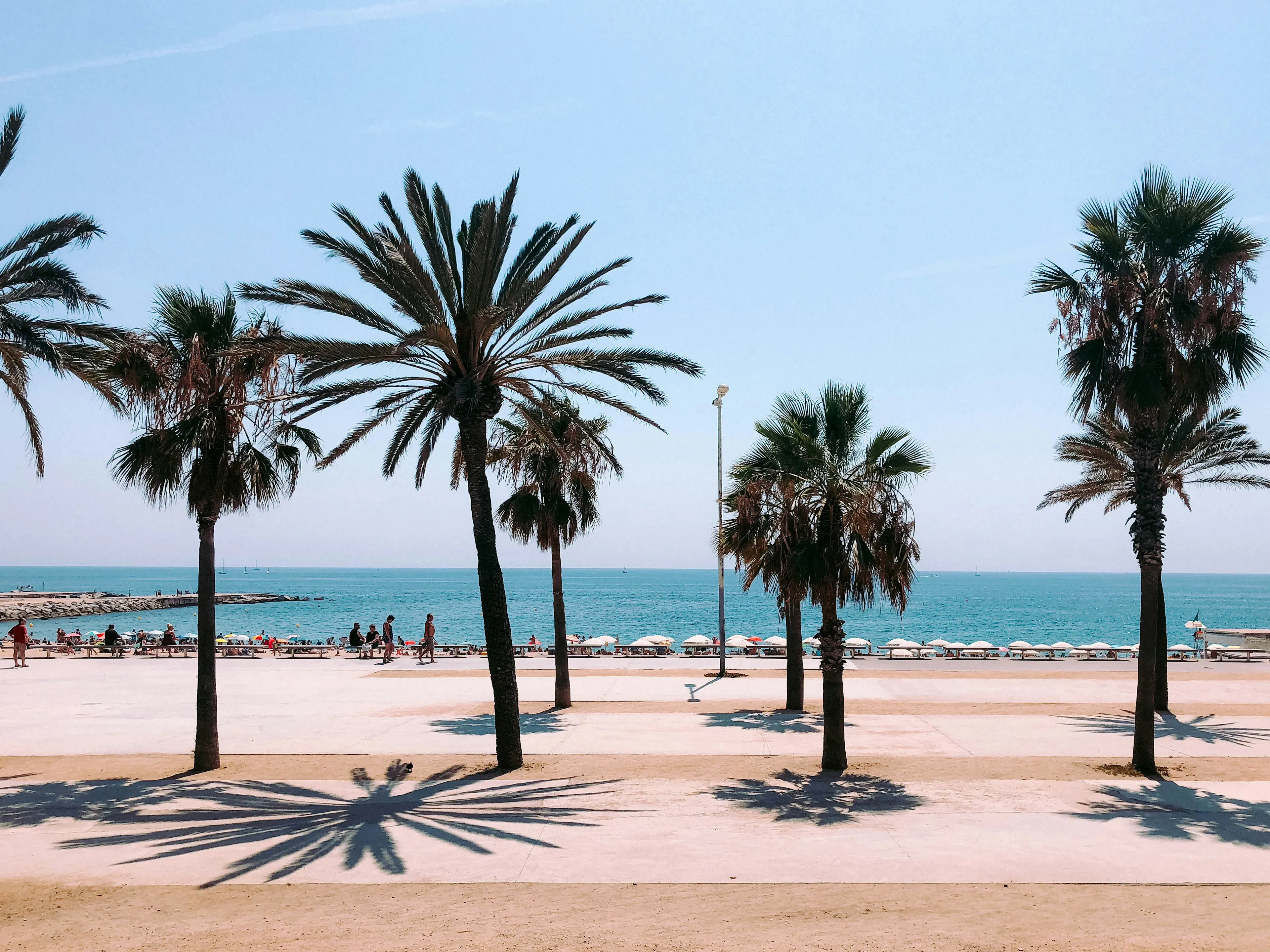 Palm trees lining Barcelona’s beachfront promenade, with sandy shores and the Mediterranean Sea stretching into the distance.