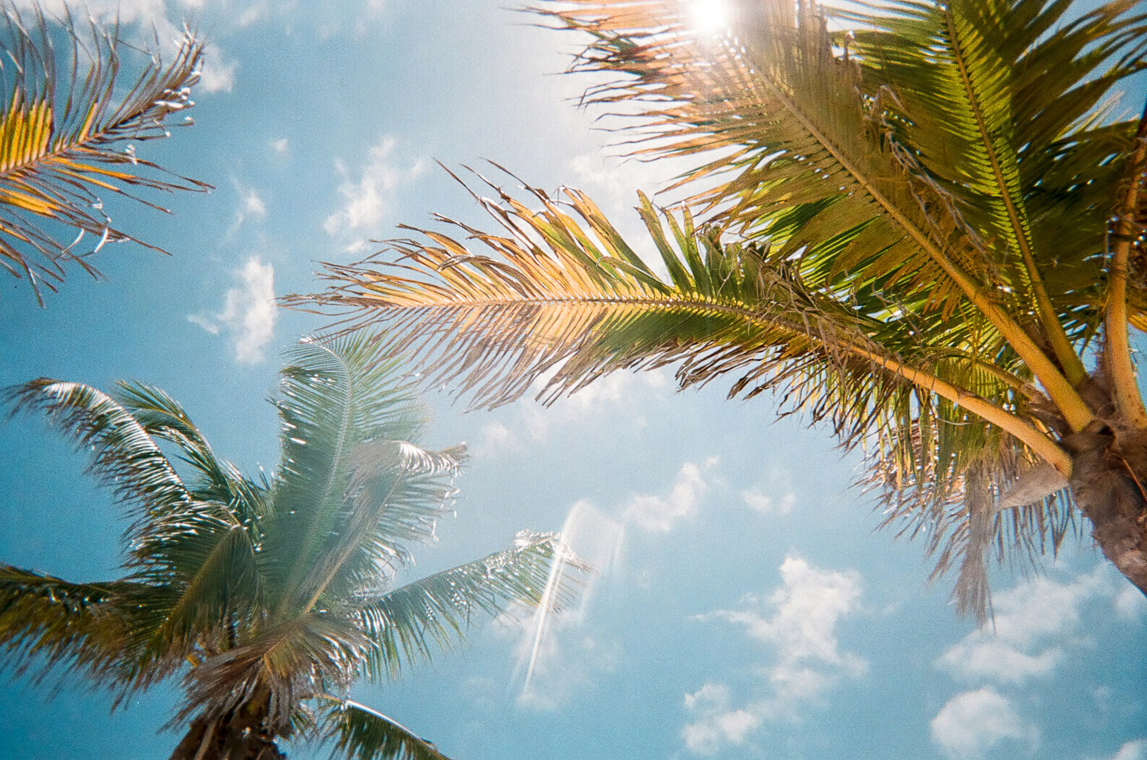 Palm trees viewed from below against a bright blue sky with scattered clouds and sunlight filtering through the leaves.