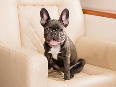 jet pets - Boston Terrier