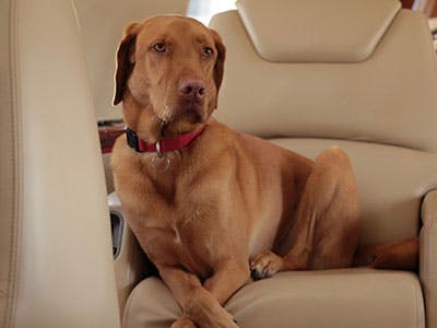 Jet Pets - Labrador Retriever