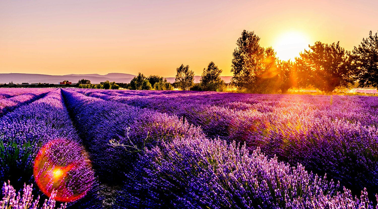 Des champs champs de lavande illuminés par un soleil couchant