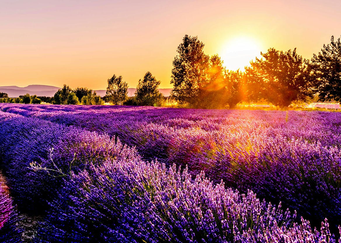 Des champs champs de lavande illuminés par un soleil couchant