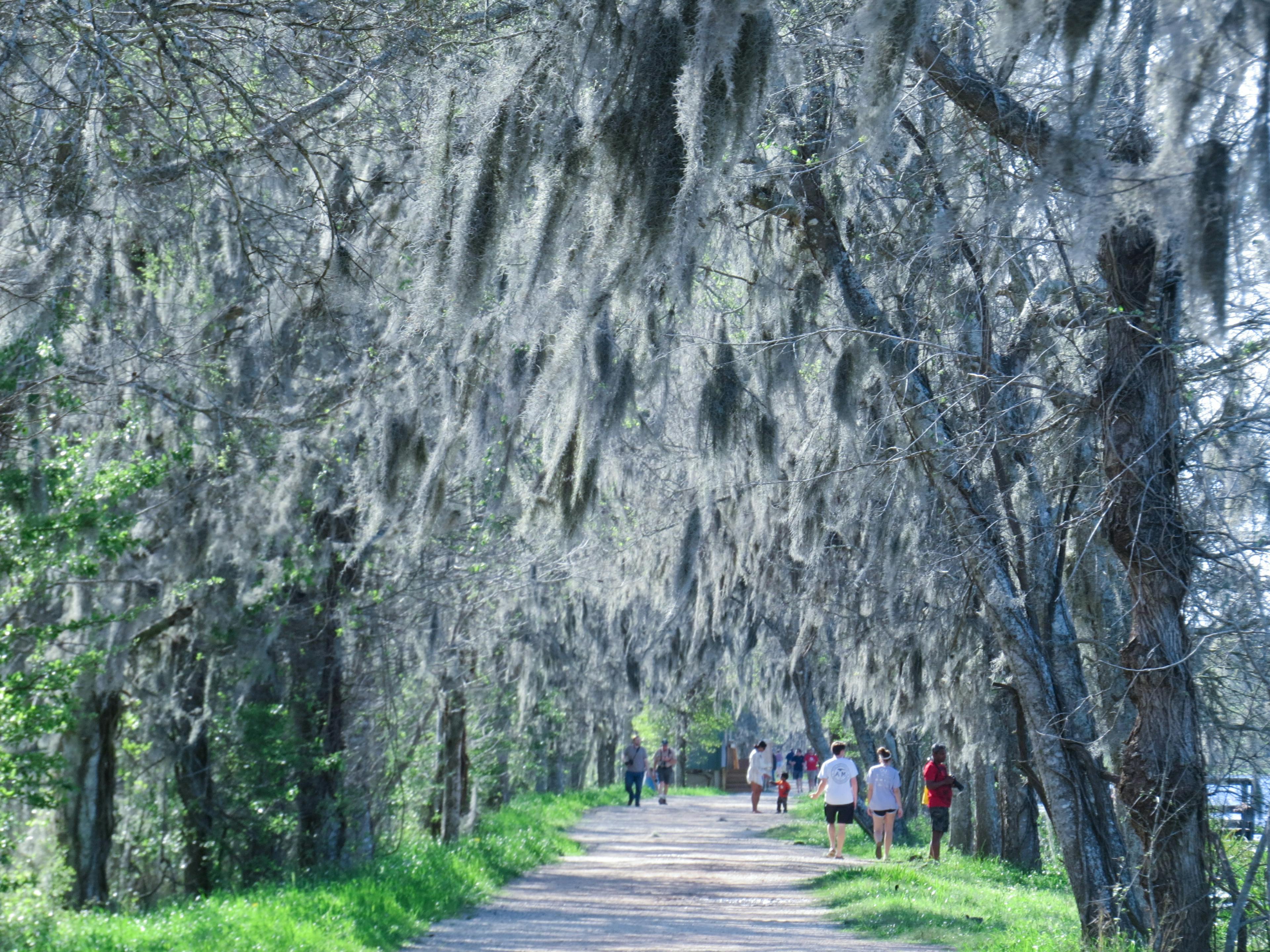 Path cutting through a tree canopy with silvery leaf coverage