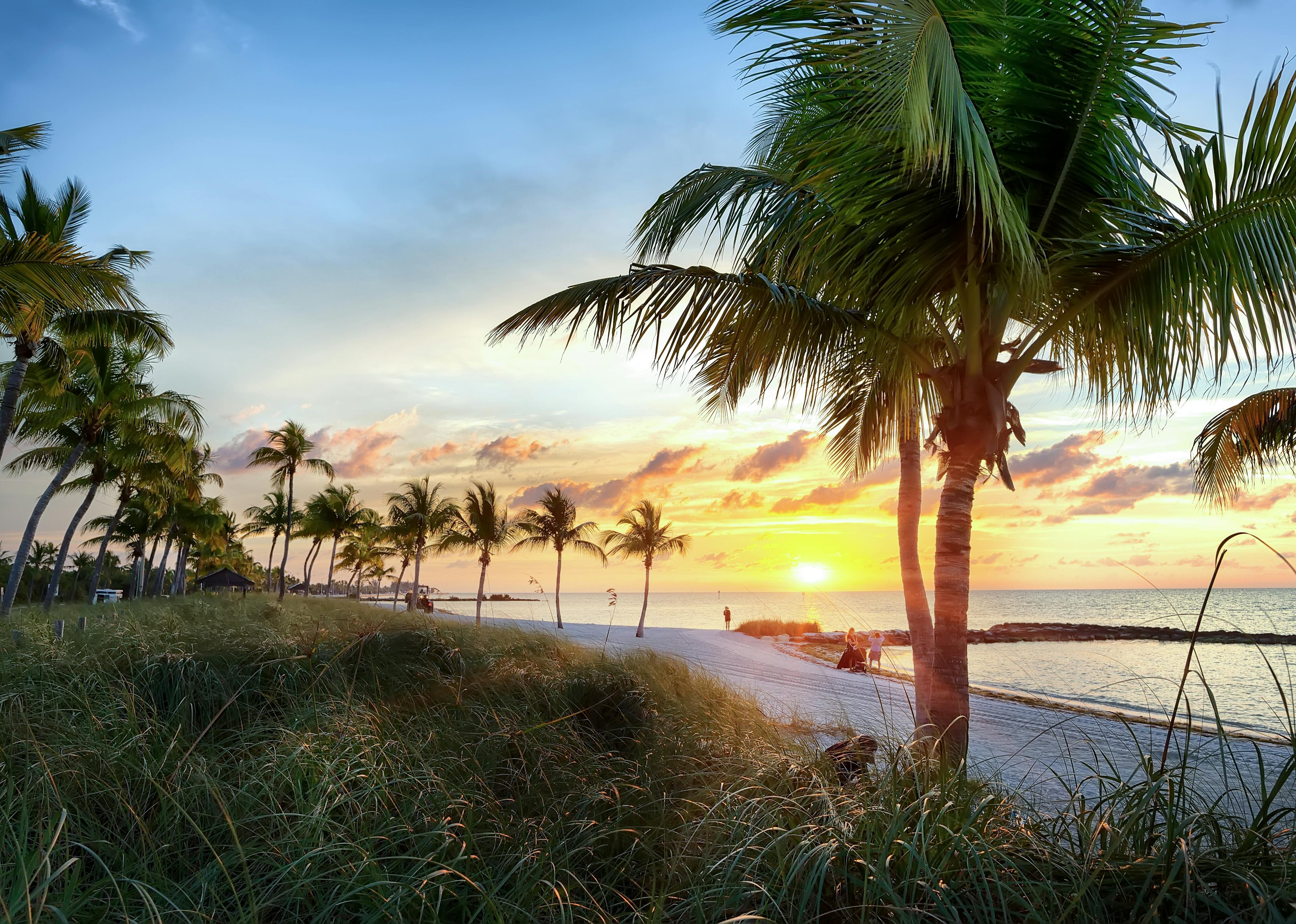 Palm trees along the coast