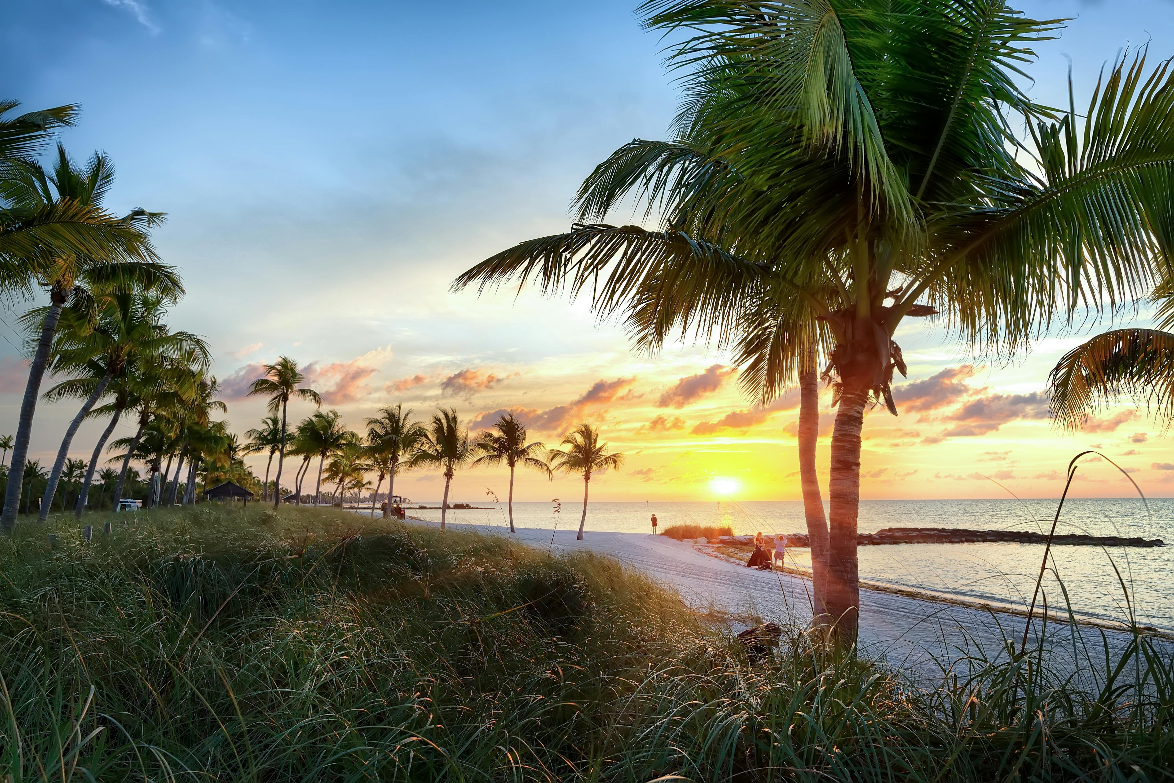 Palm trees along the coast