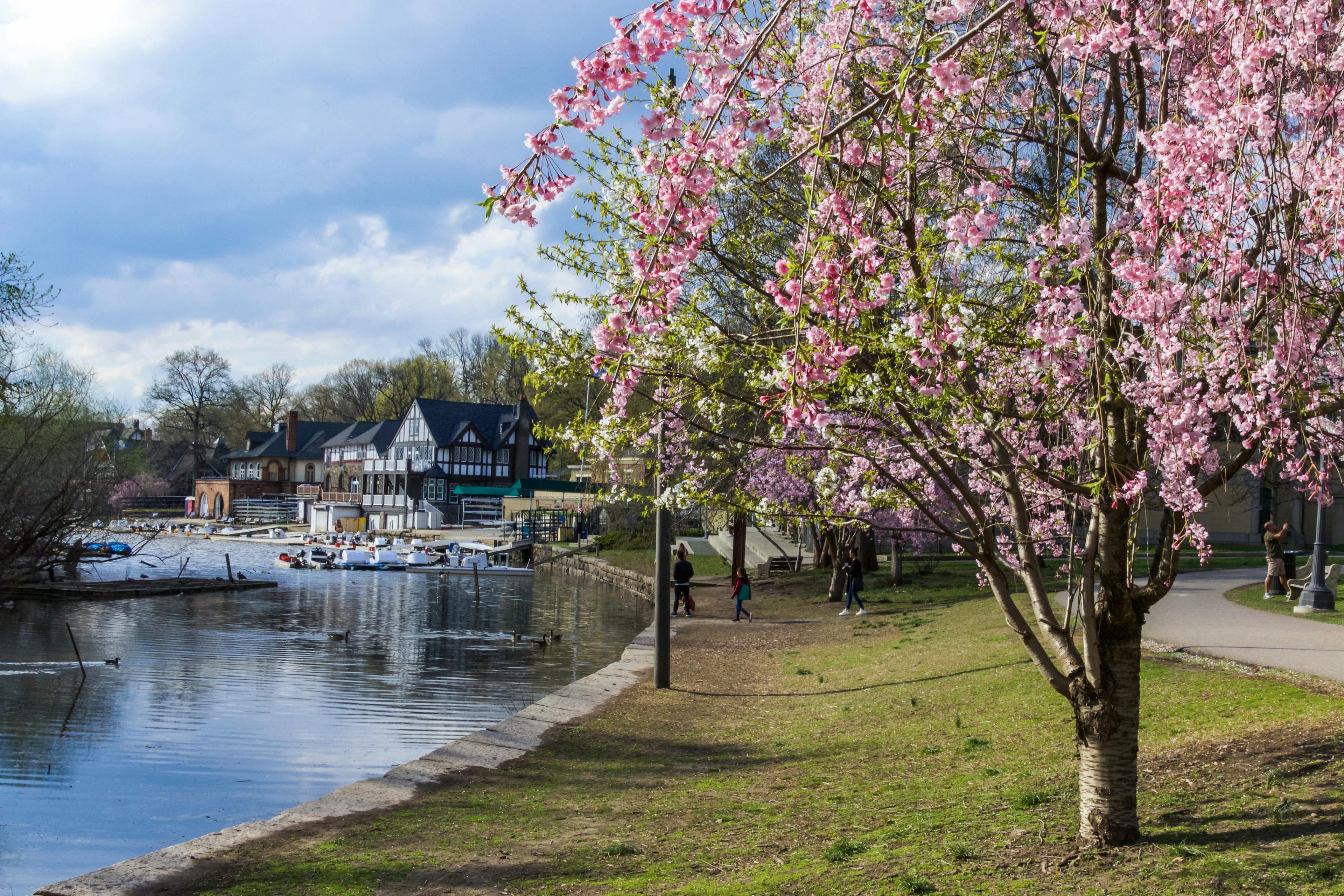 Cherry blossom tree along the river