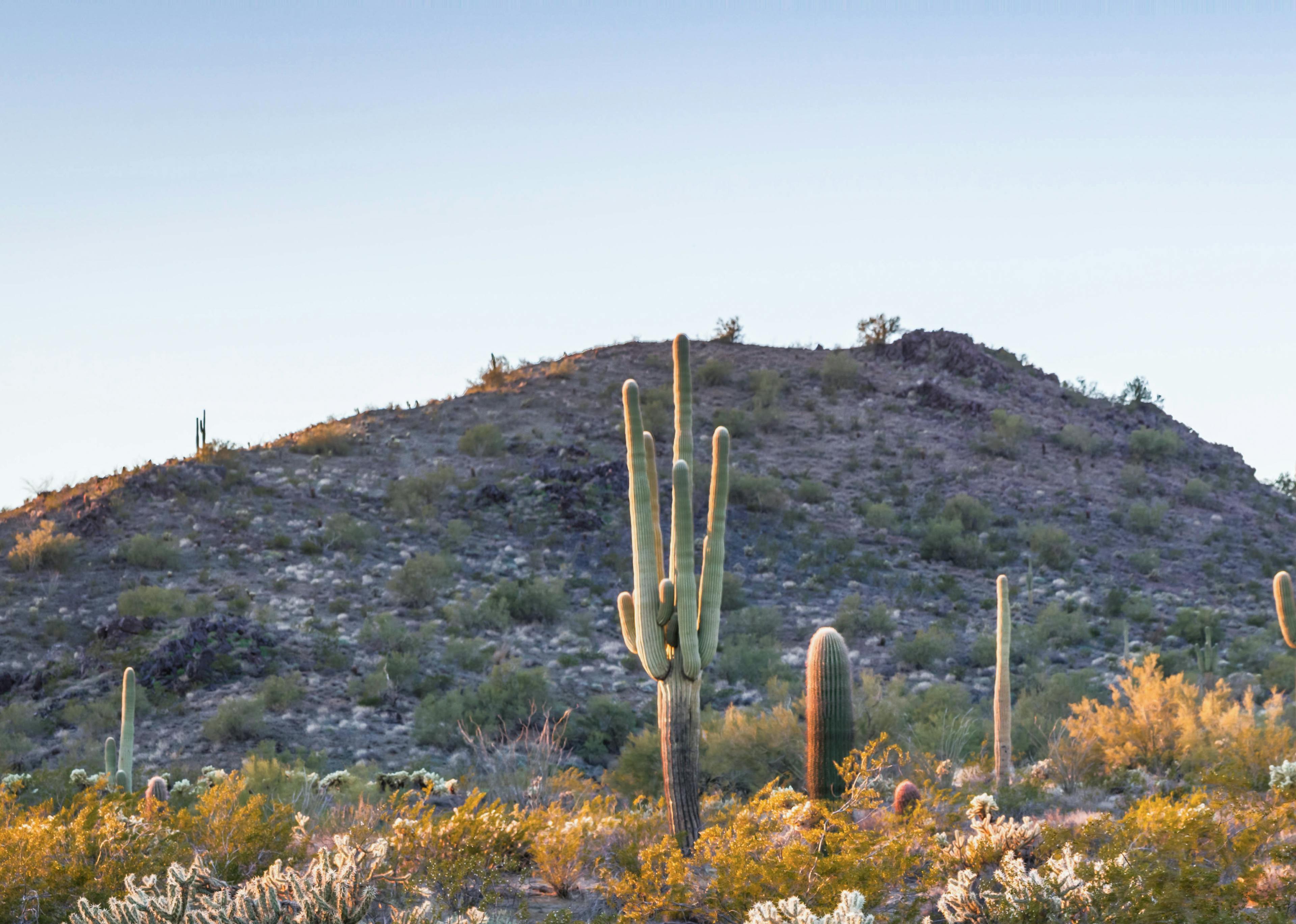 Desert landscape