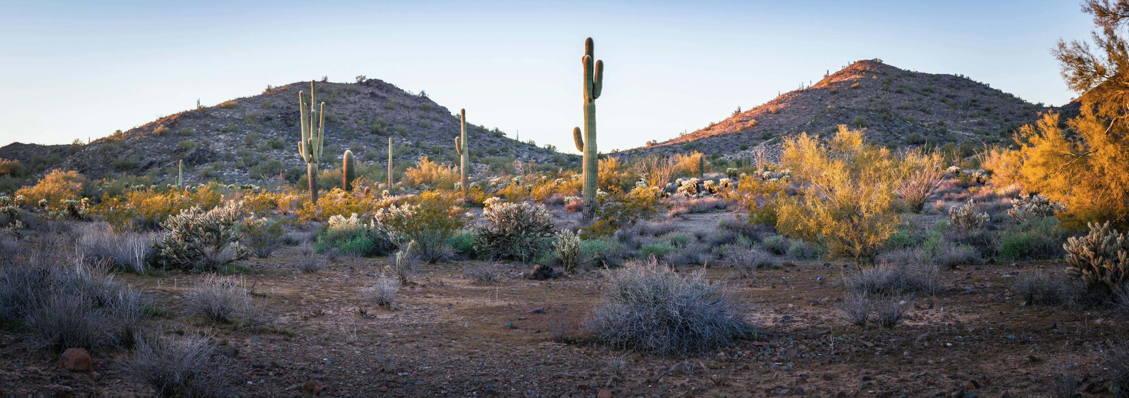 Desert landscape