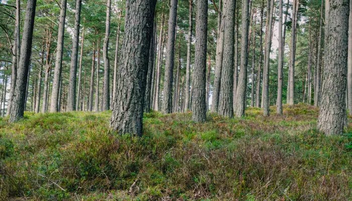 Forest showcases the trunks of many trees