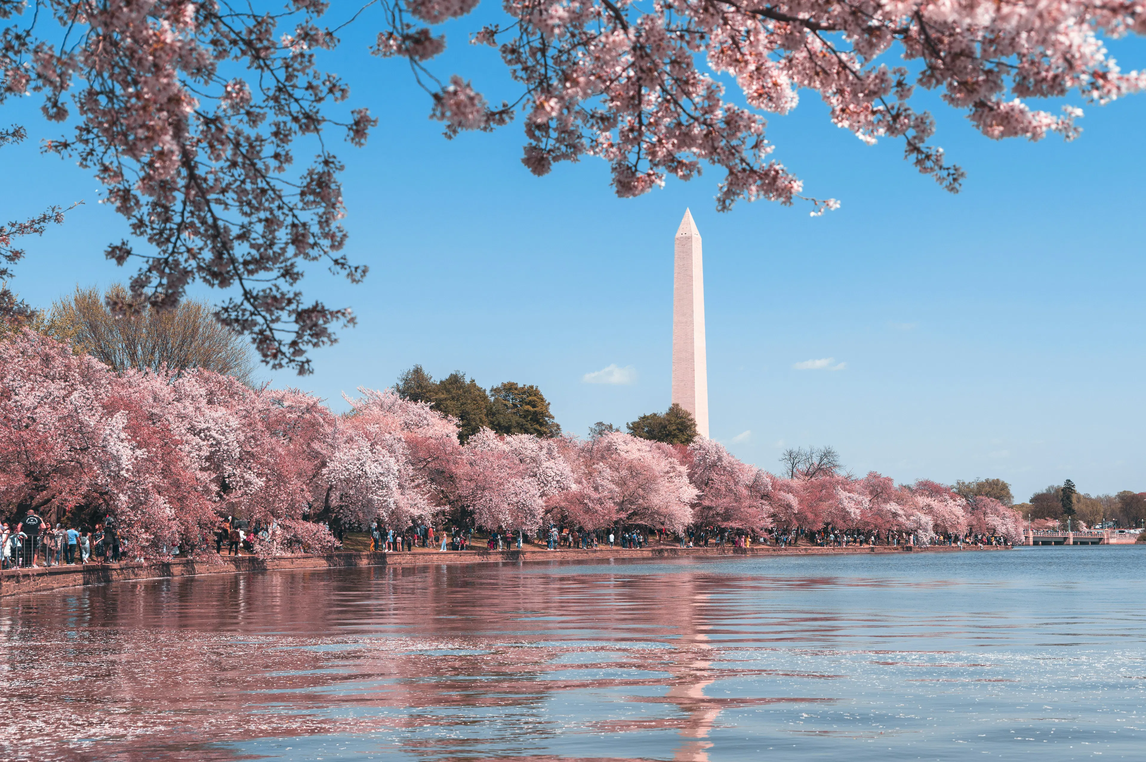 Washington Monument rising above cherry blossom trees reflected in the Tidal Basin under a clear blue sky.