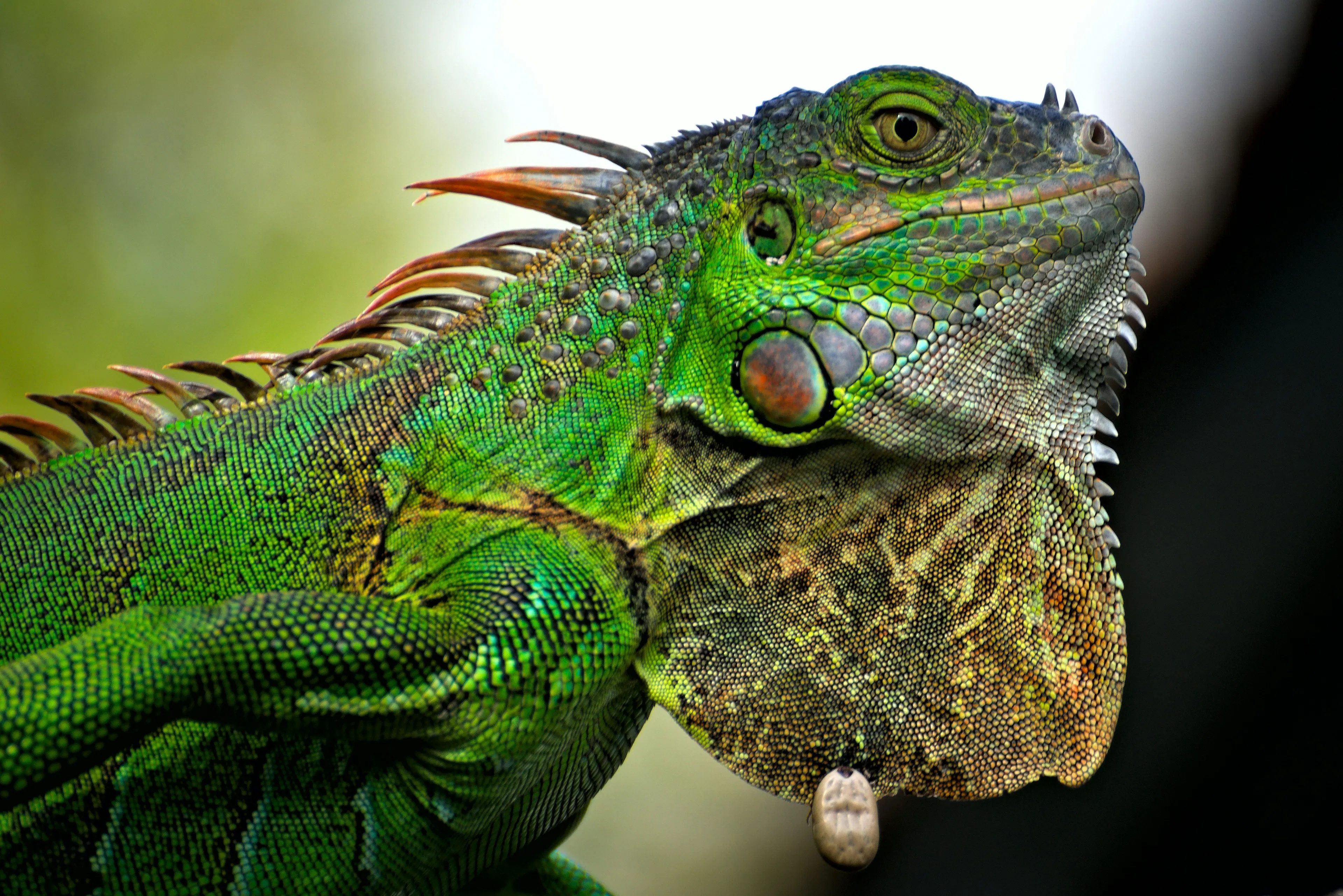 Close-up of a green iguana showing detailed scales, spines, and textured skin against a blurred background.