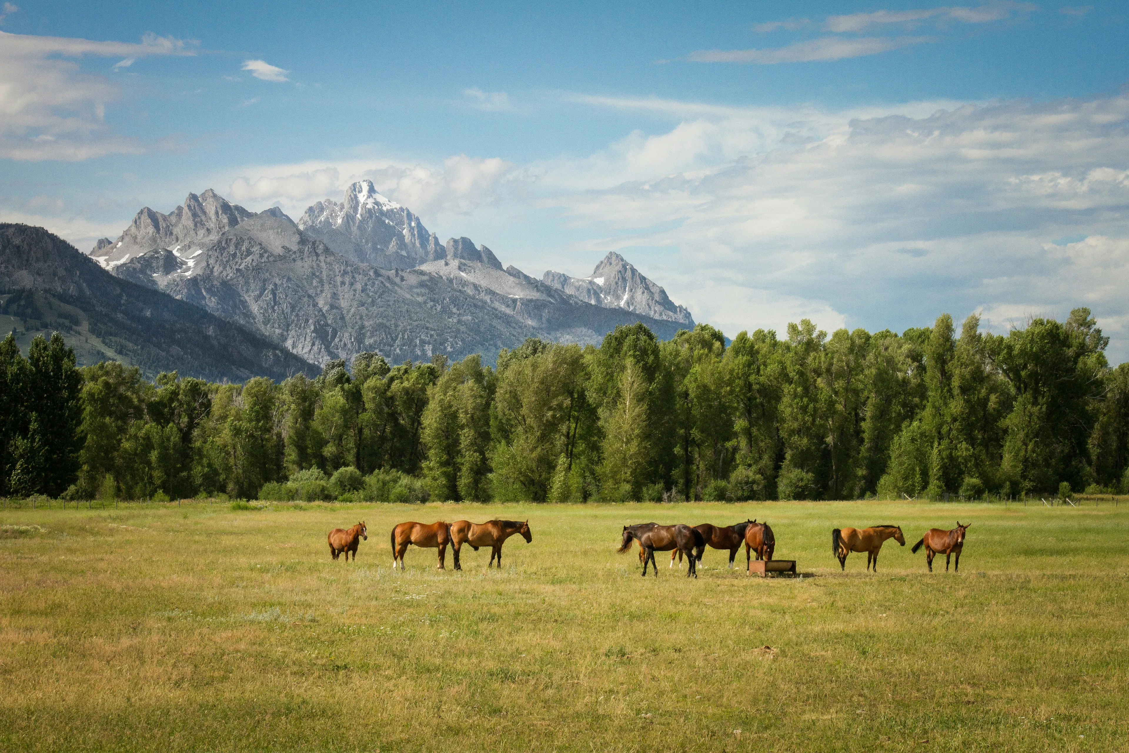 Horses grazing in a meadow with the Teton mountain range and a line of trees behind them.