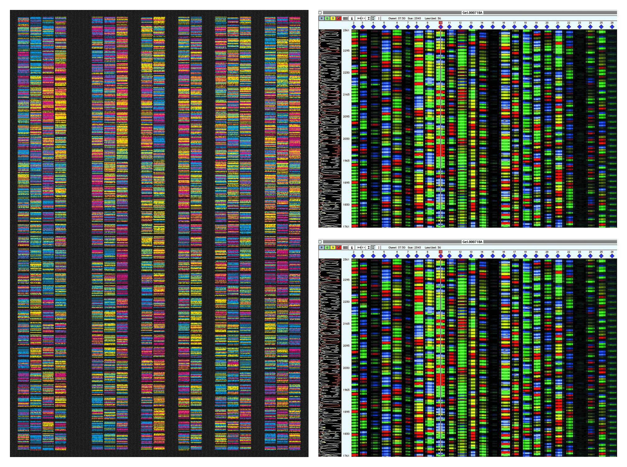 Sequence #48 and DNA Sequencing using GEL