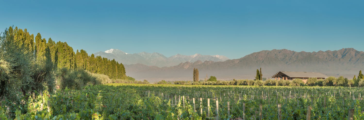 Achaval Ferrer Vignoble - Producer Page (1).png