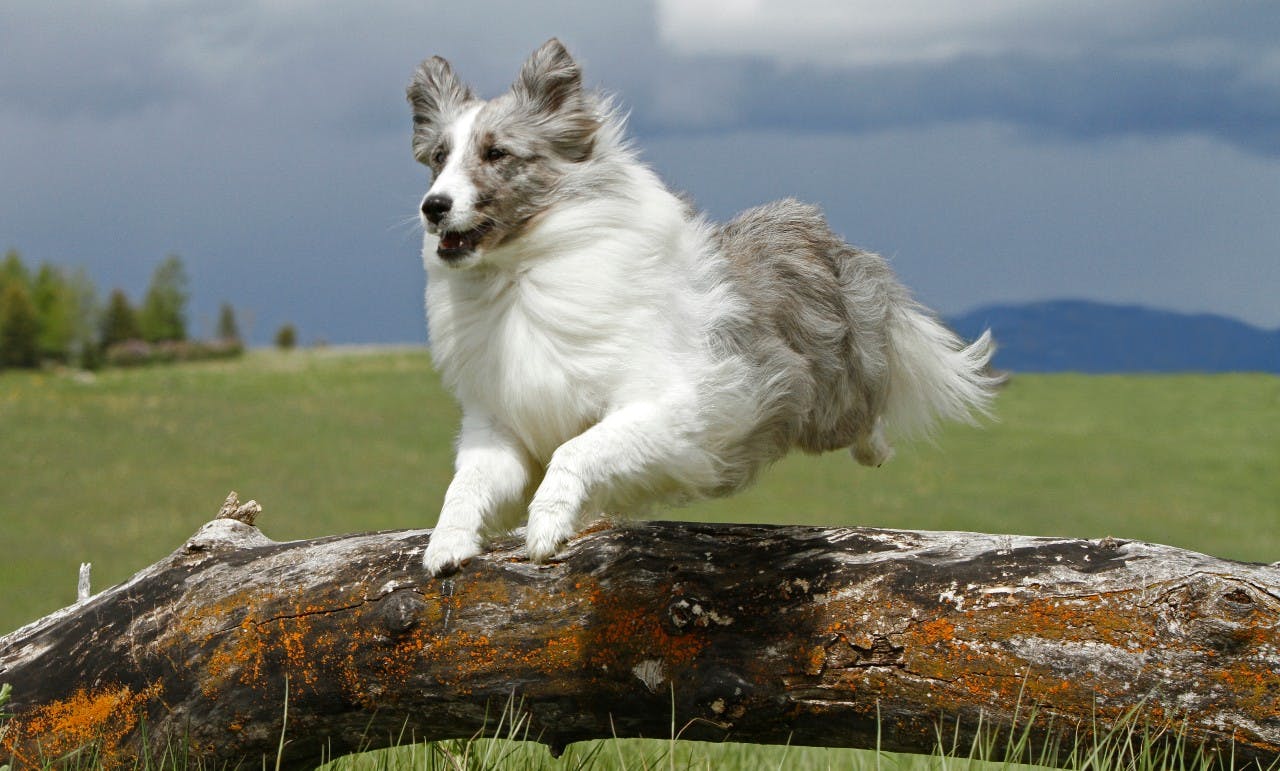 Sheltie log jump