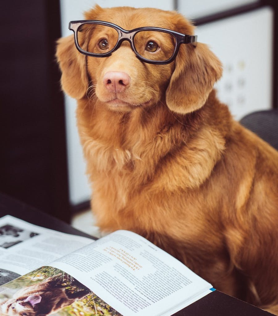 Toller with glasses