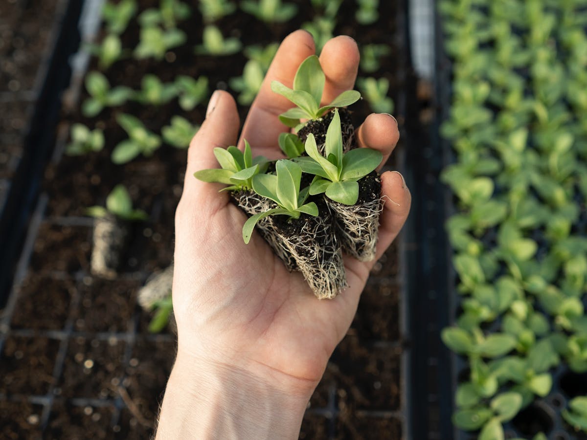 Petunia seedlings in a hand