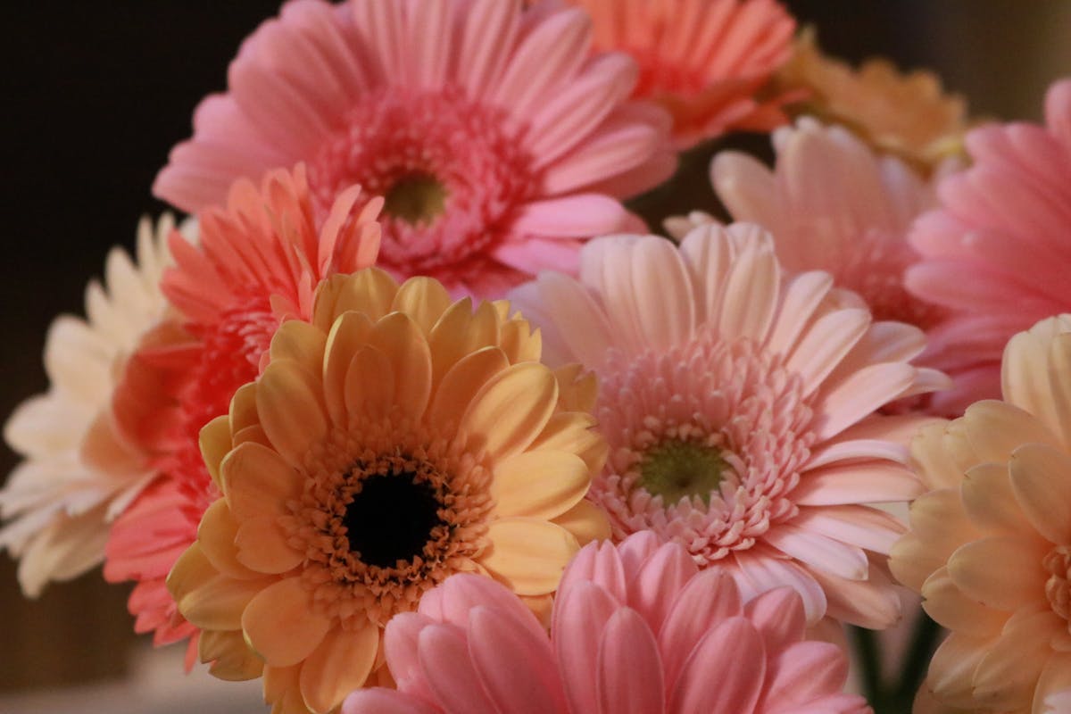 Gerbera