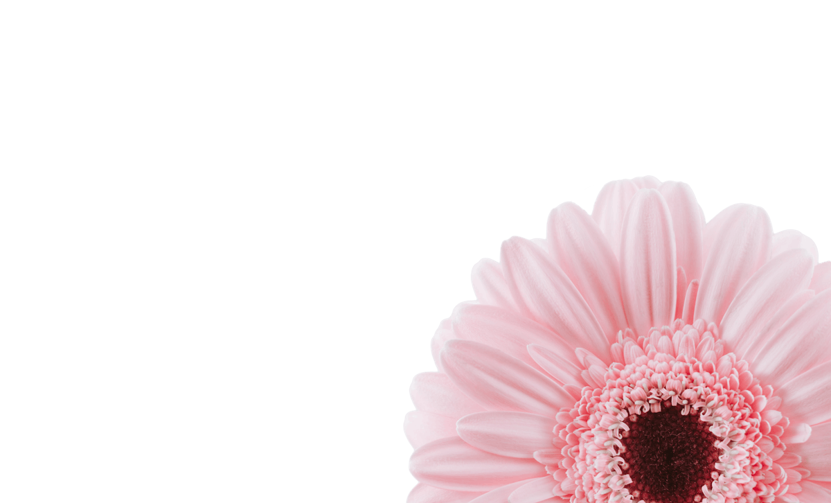Gerbera Daisy - Pink Blush