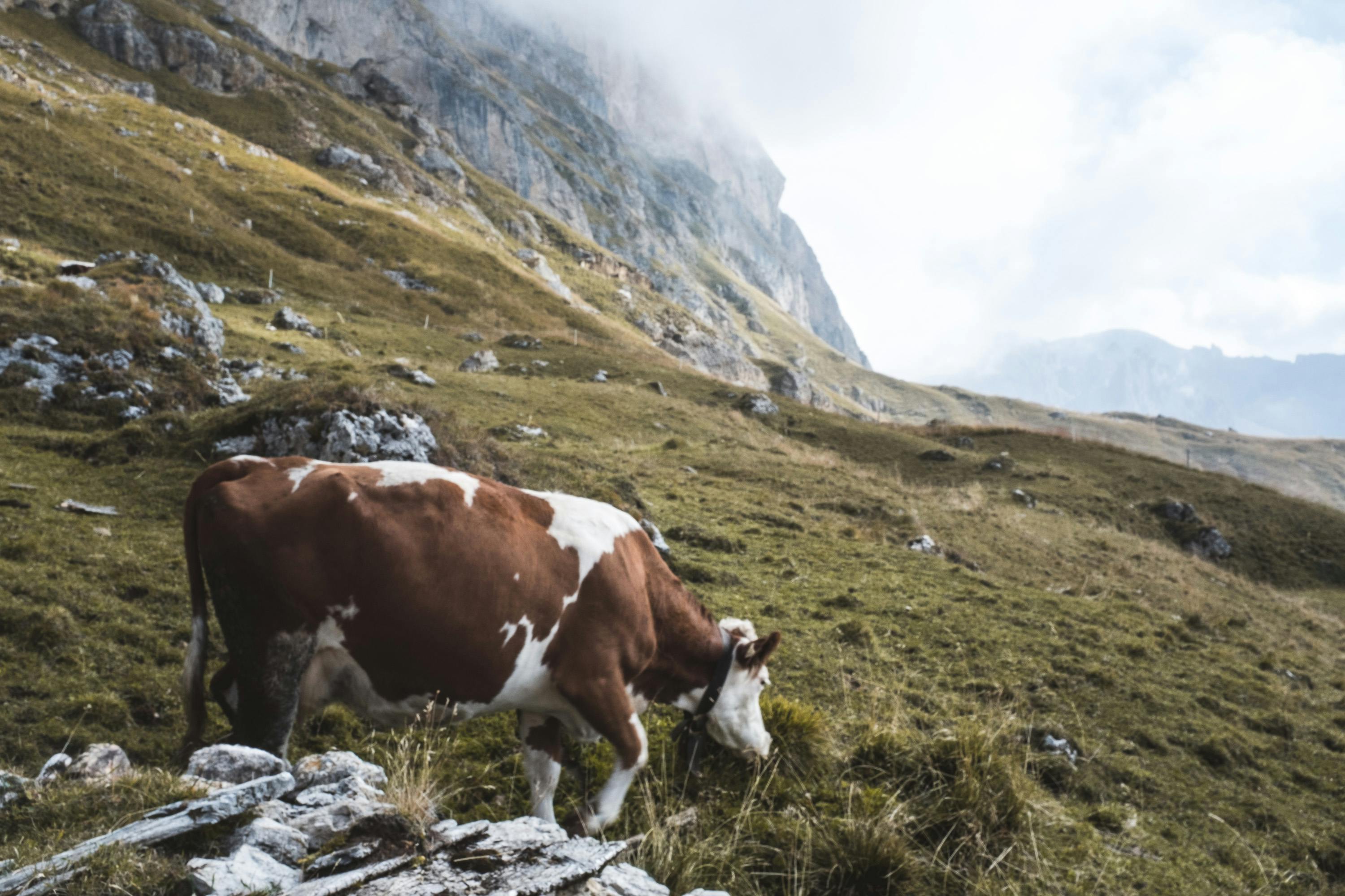 A cow at 8000 ft on Seceda mountain, Val Gardena IT. 