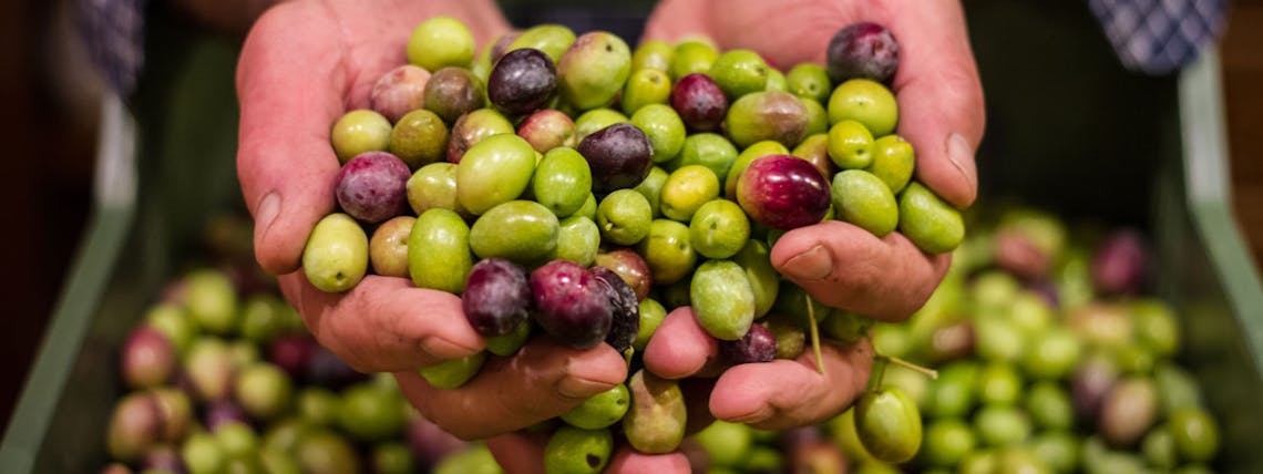 Greek olives harvest