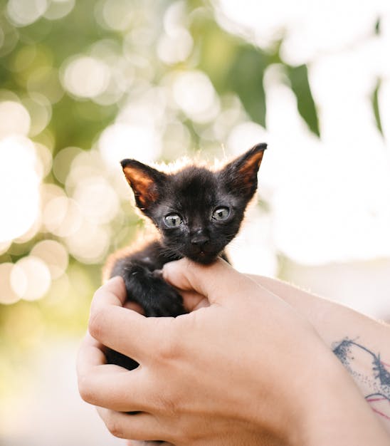 Un gatet negre agafat a les mans