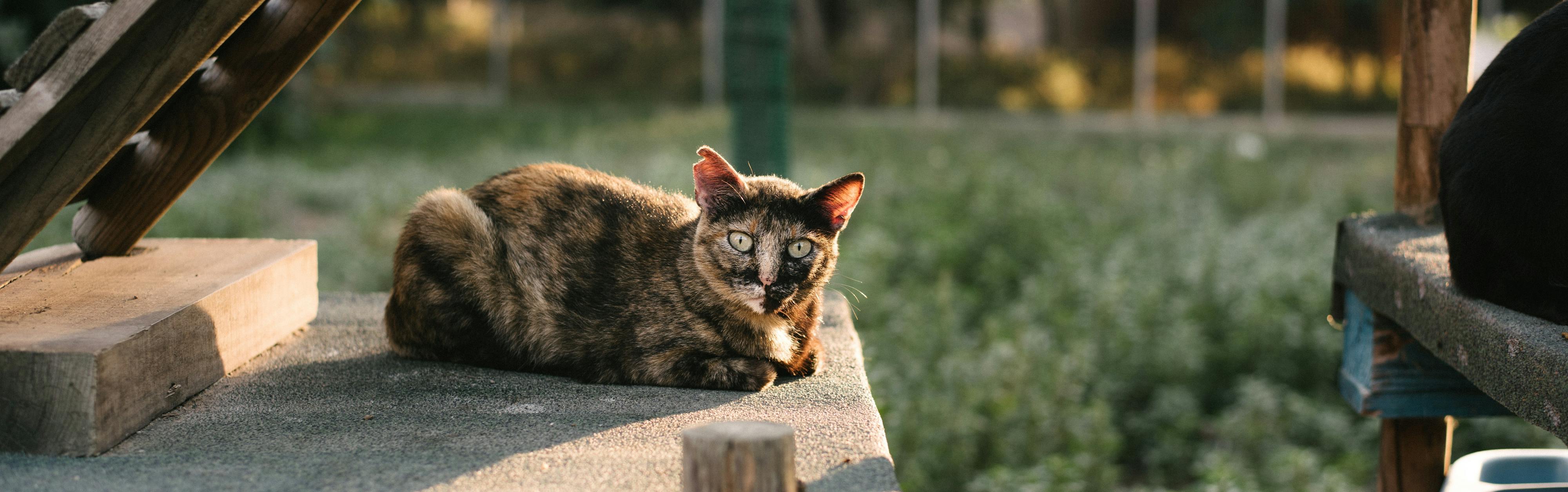 Foto de Maca