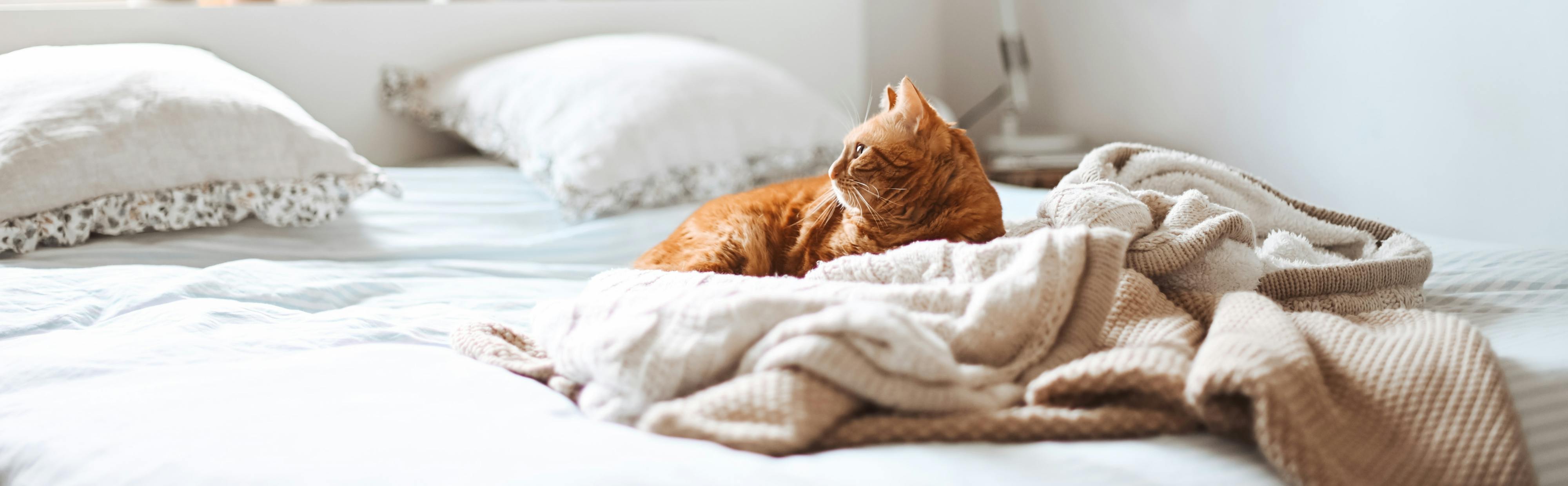 Gato en su casa