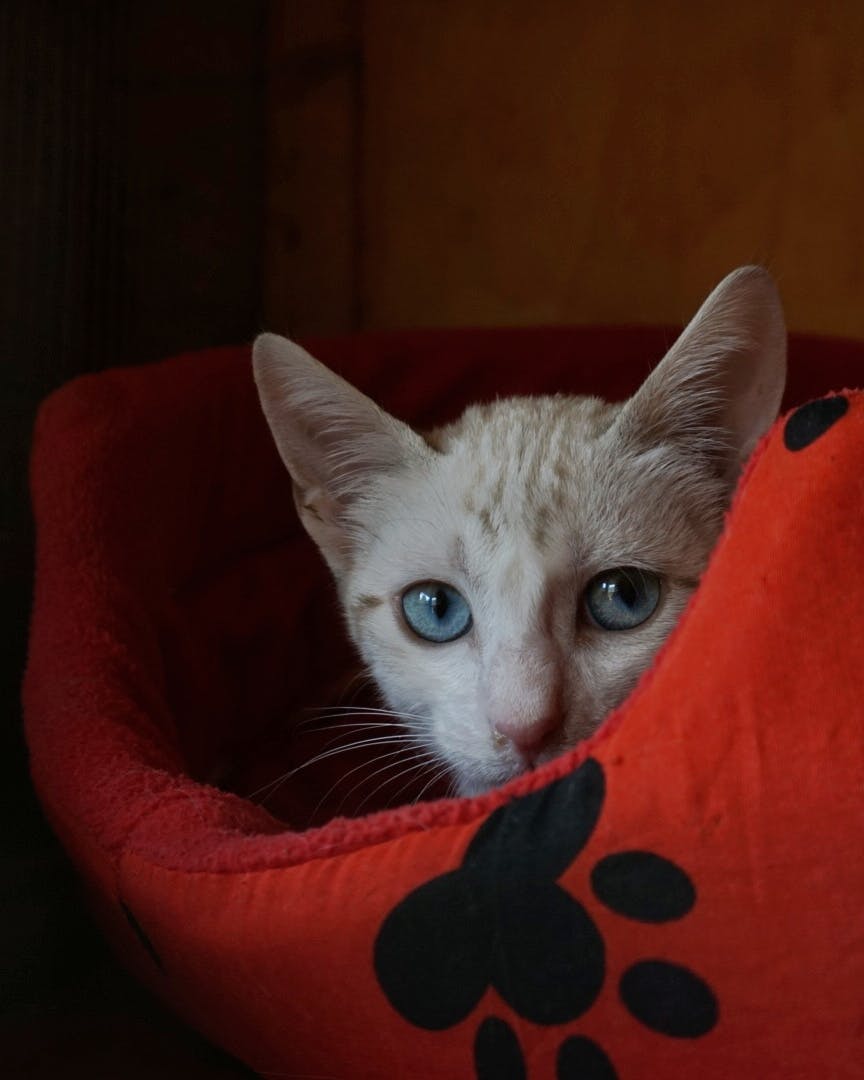 Gatet en una cama vermella