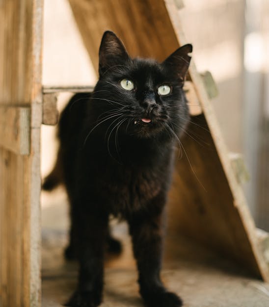 Un simpàtic gat negre