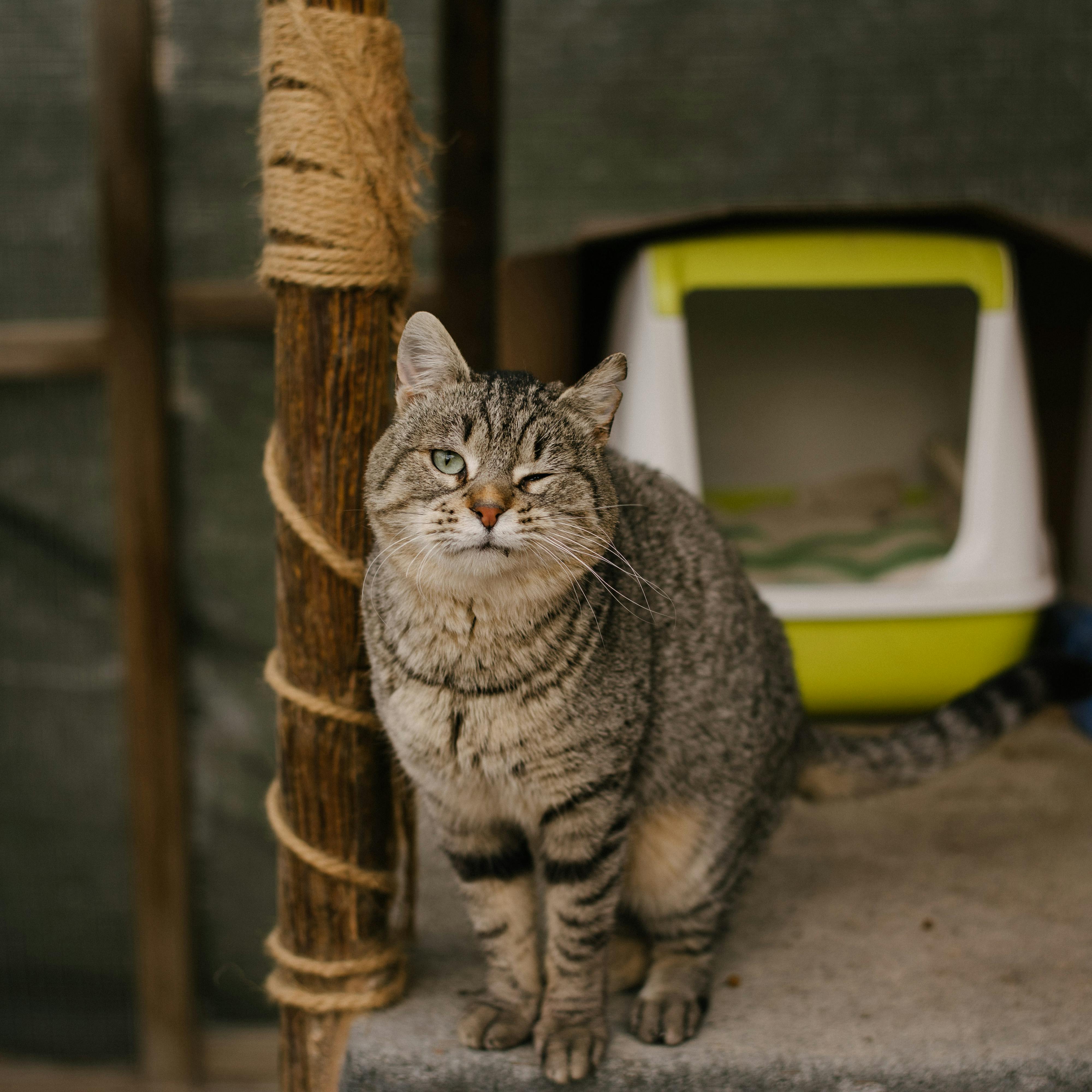 Foto de Obelix