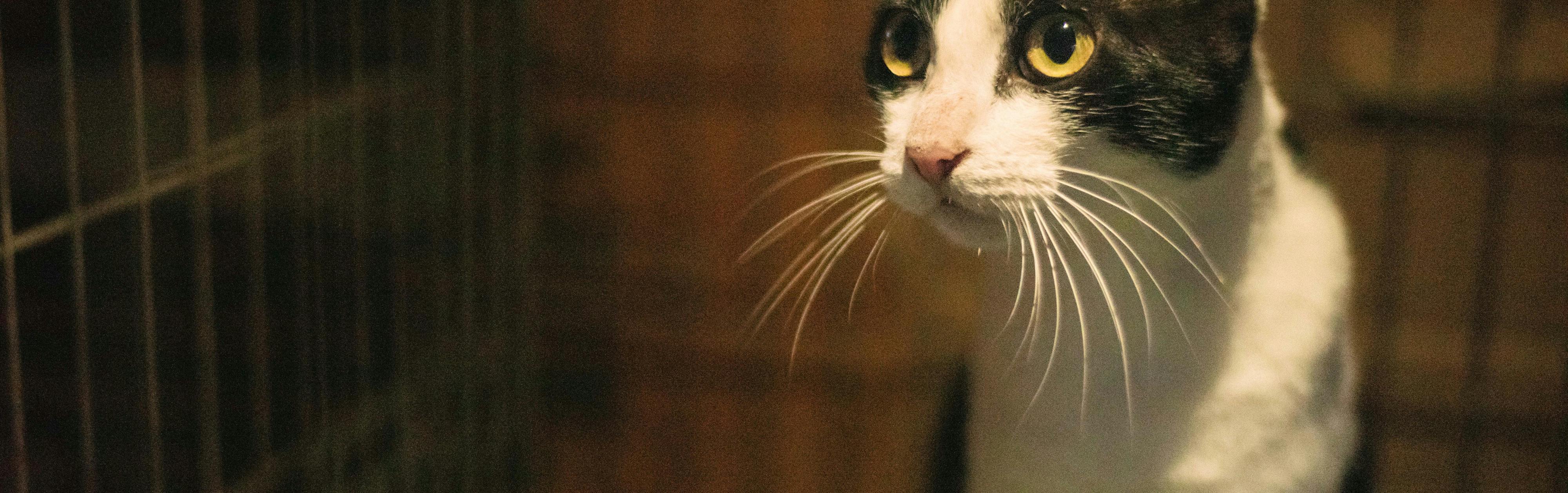 Foto de Mimi