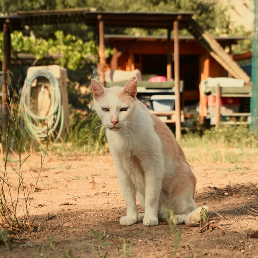 Paolo