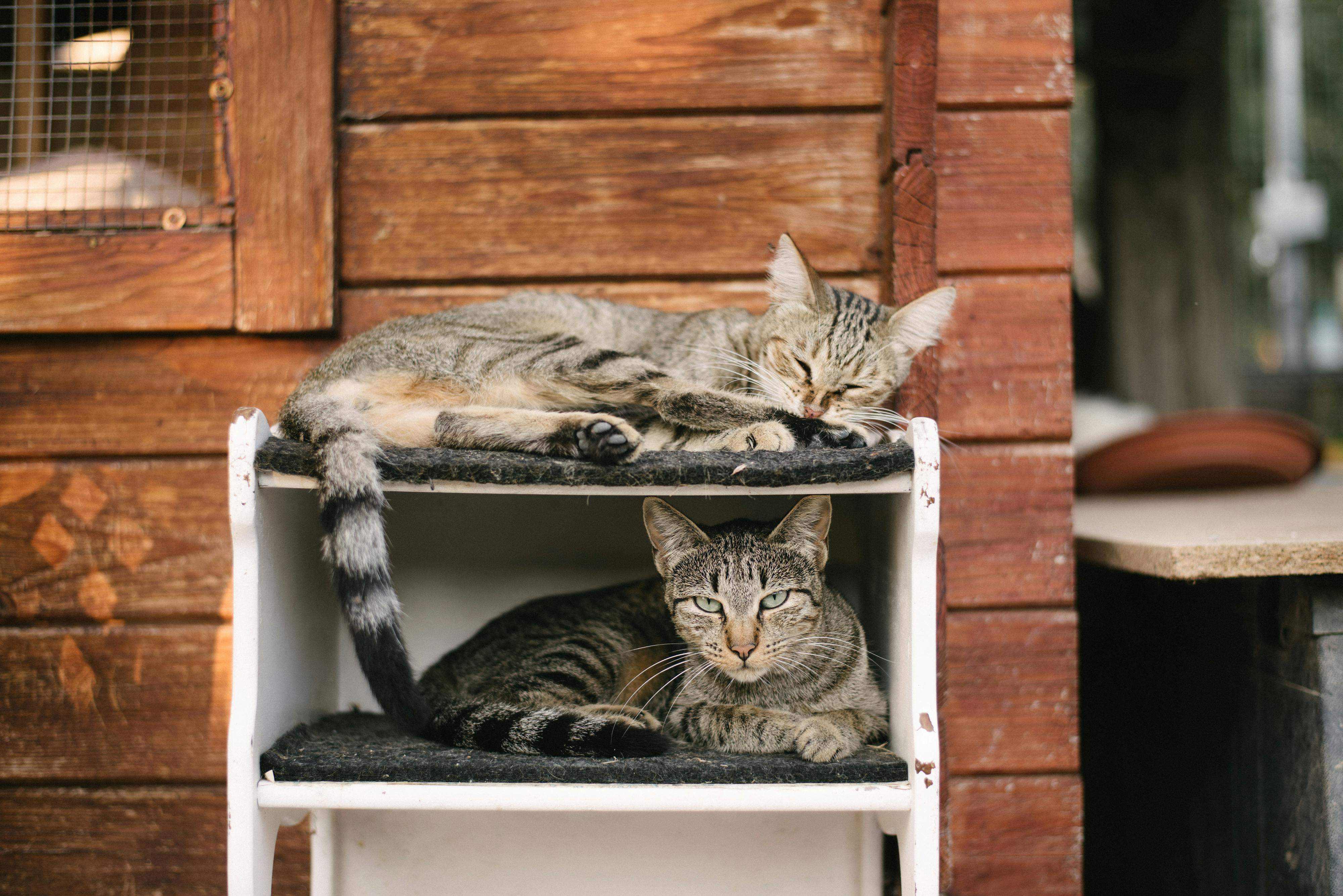 Dos gats estirats sobre un moble