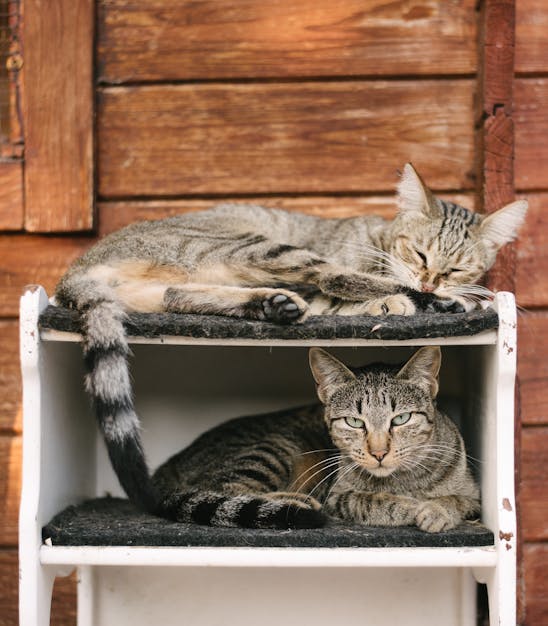 Two cats laying on a furniture