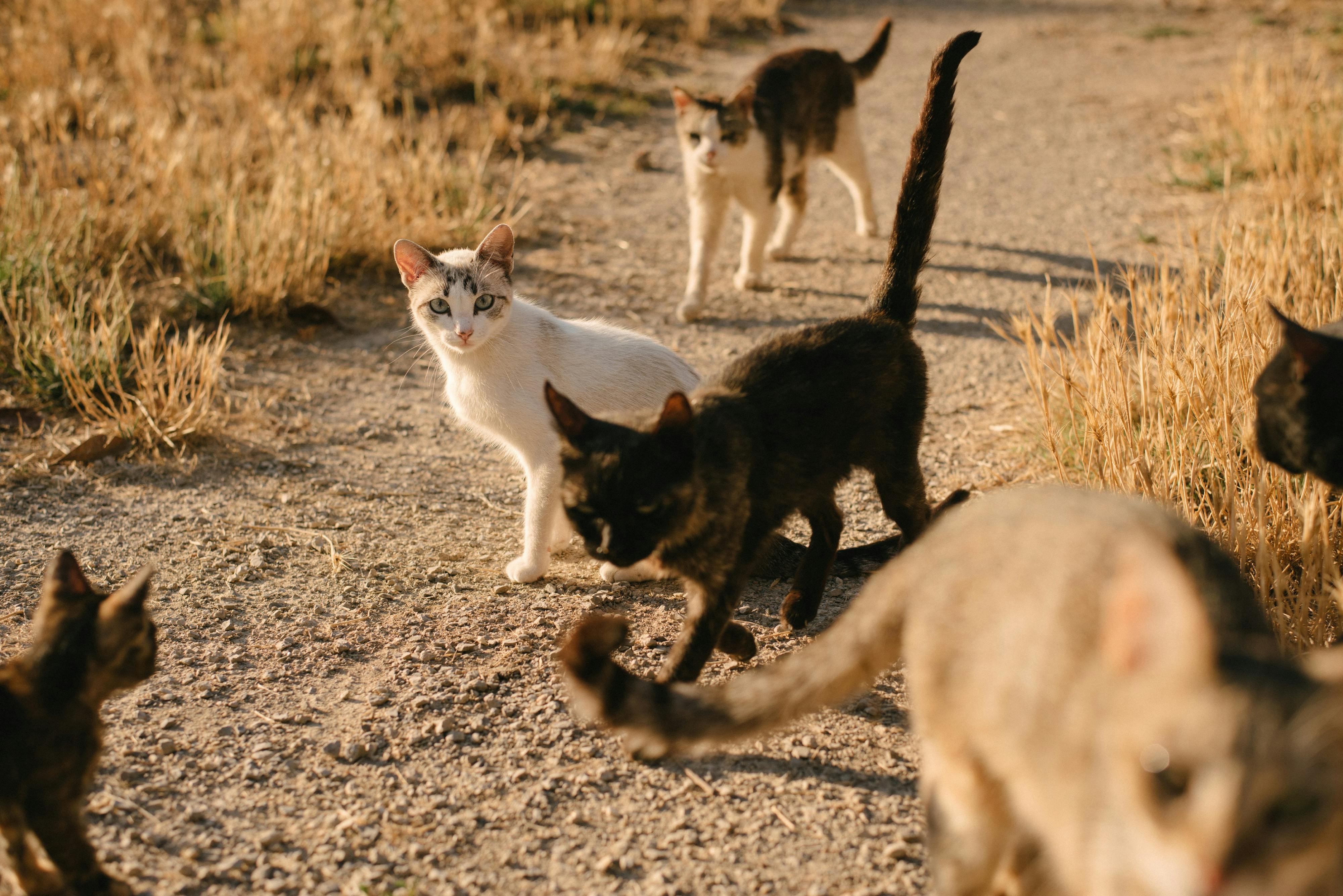 Un grup de gats de carrer