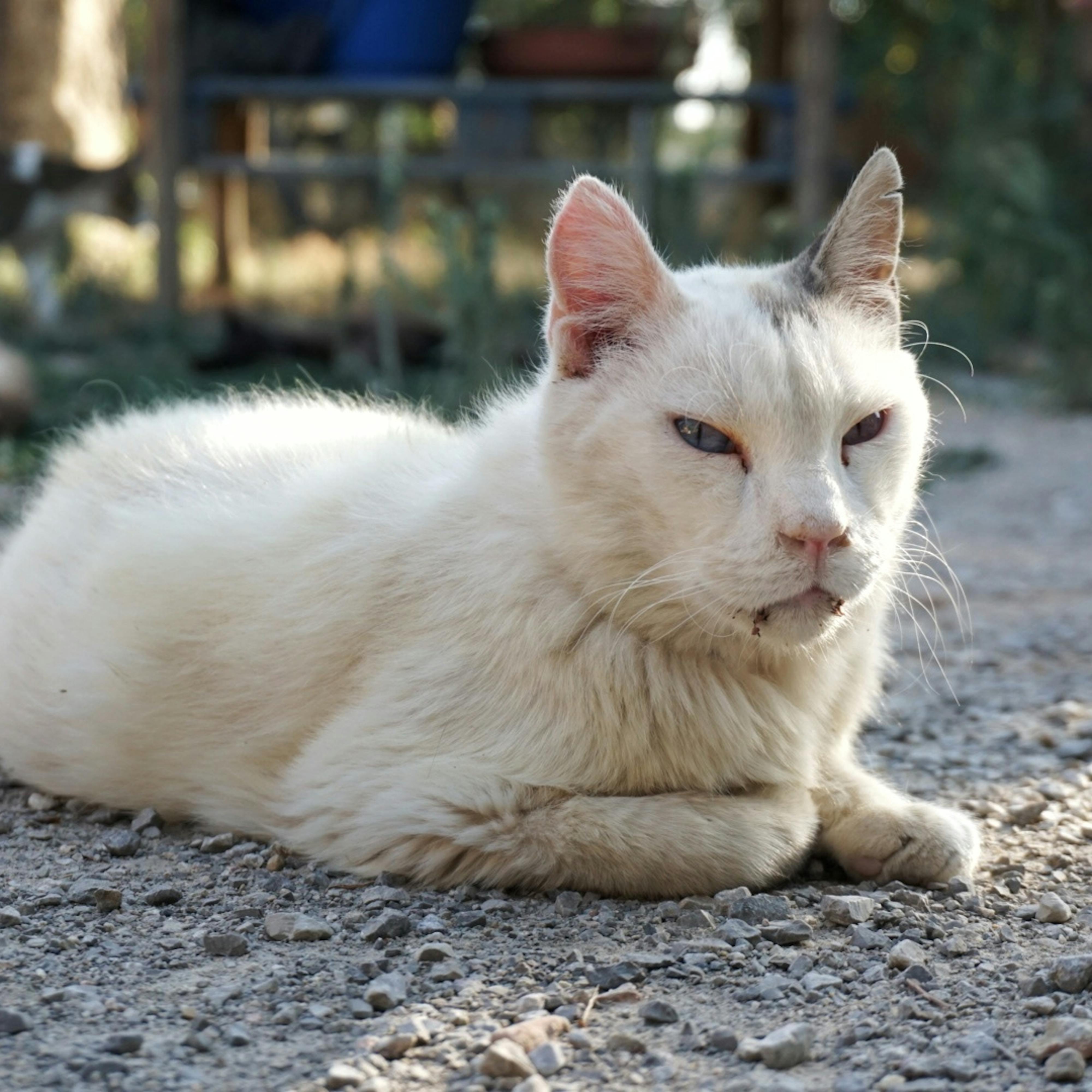 Foto de Dandy