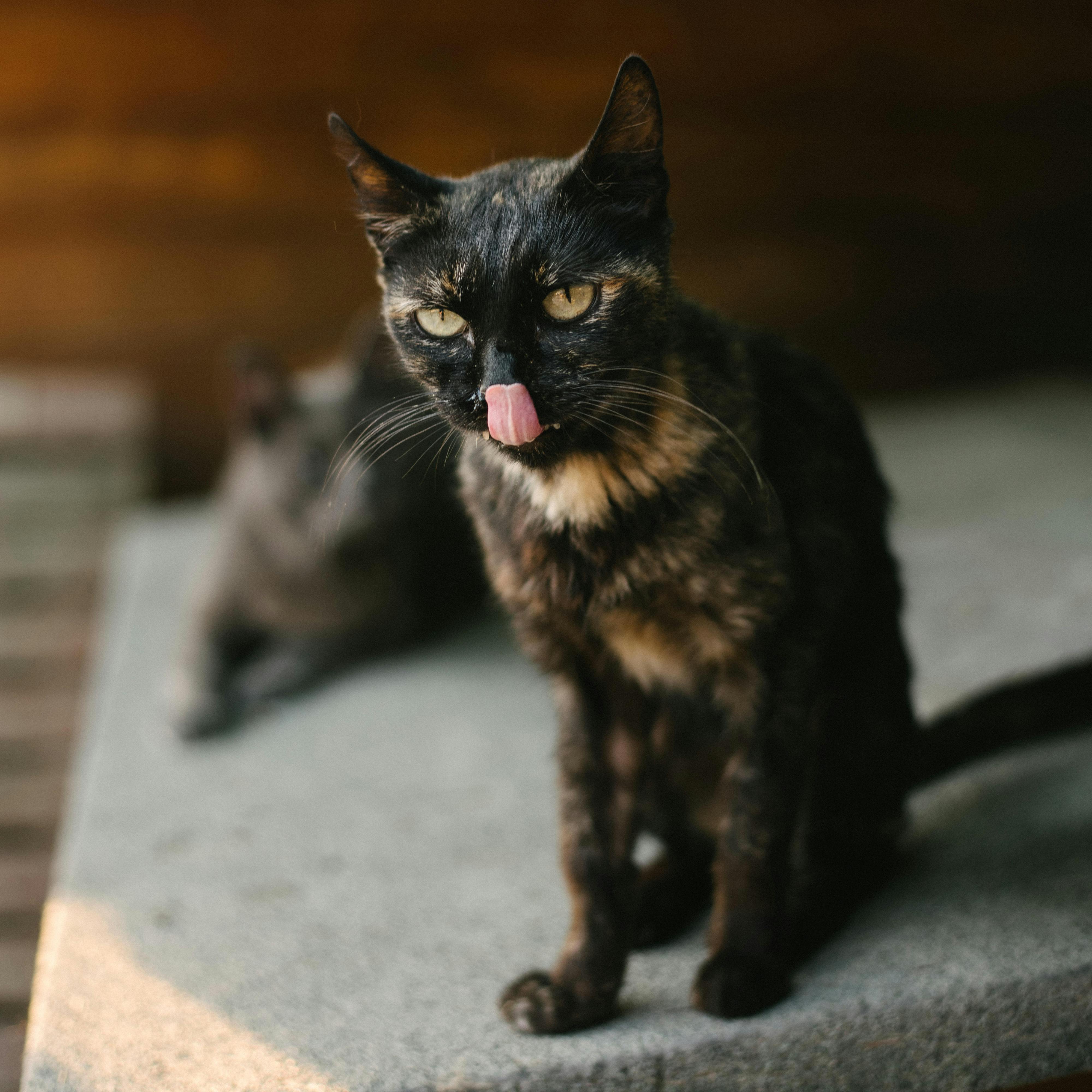 Foto de Mia
