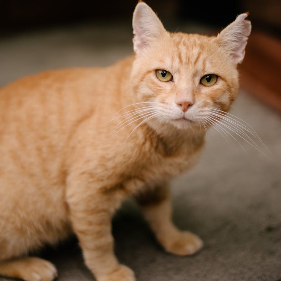 Leo