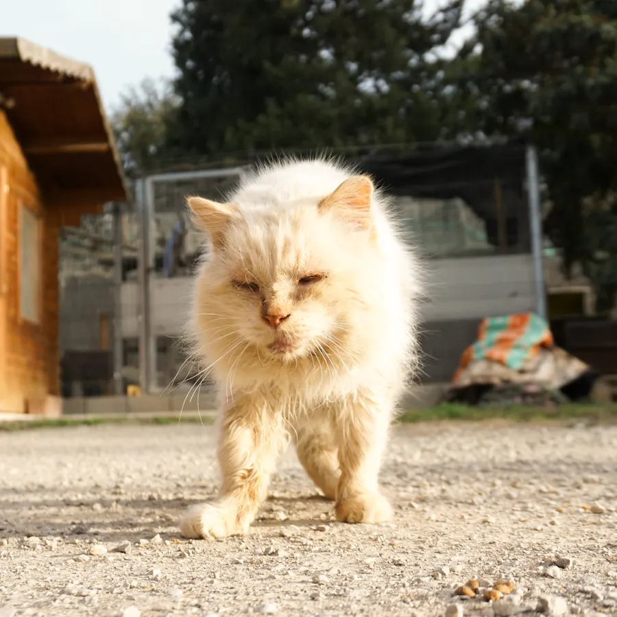 Copito