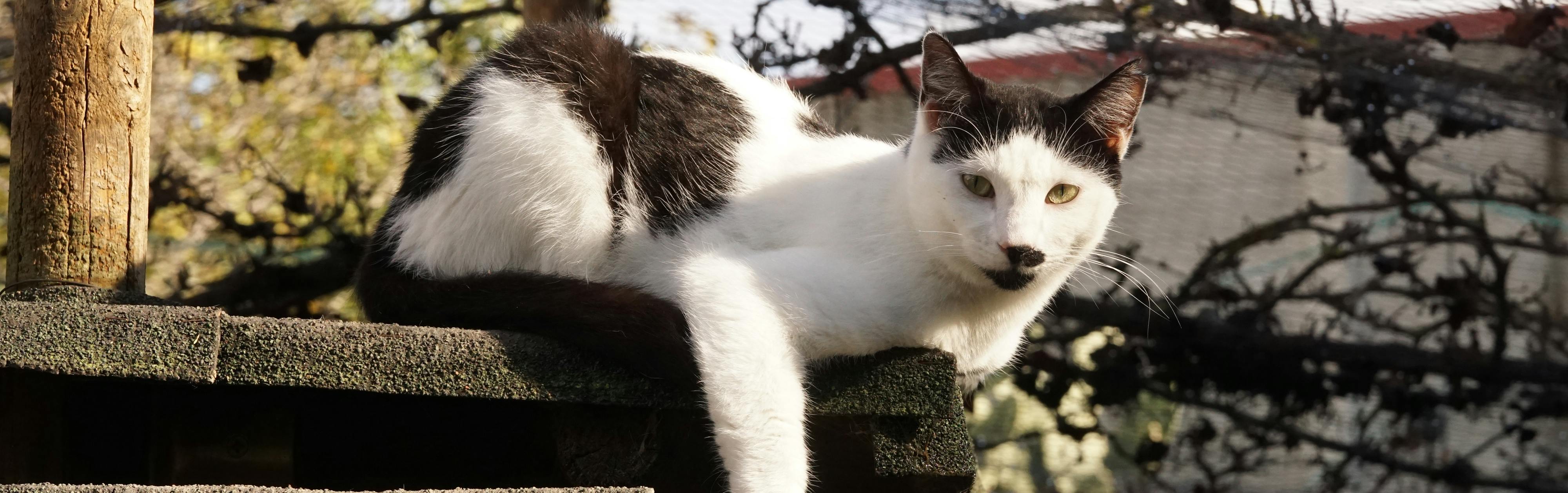 Foto de Chaplin