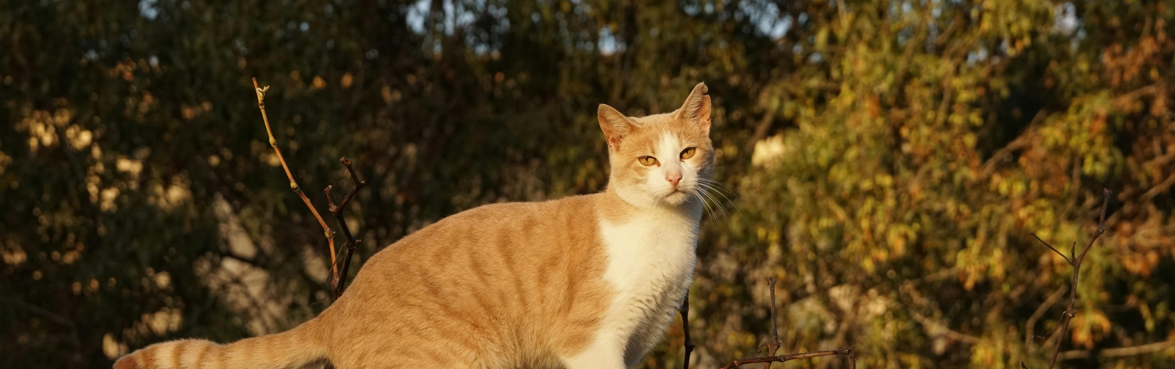 Foto de Prince
