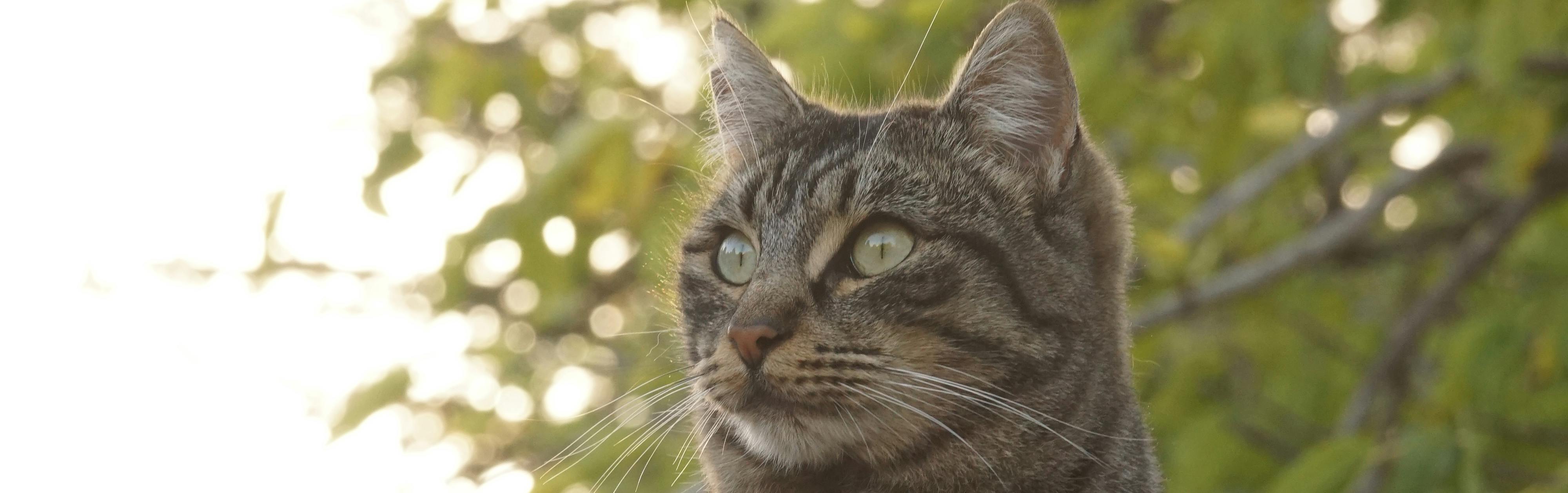 Foto de Kitty