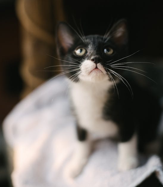 Foto de un gatet blanc i negra