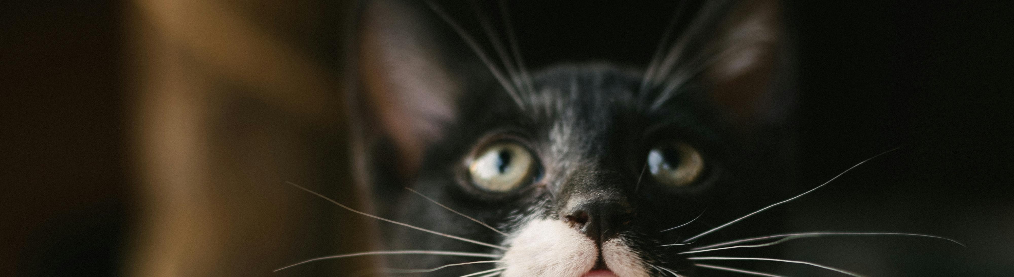 Foto de un gatet blanc i negra