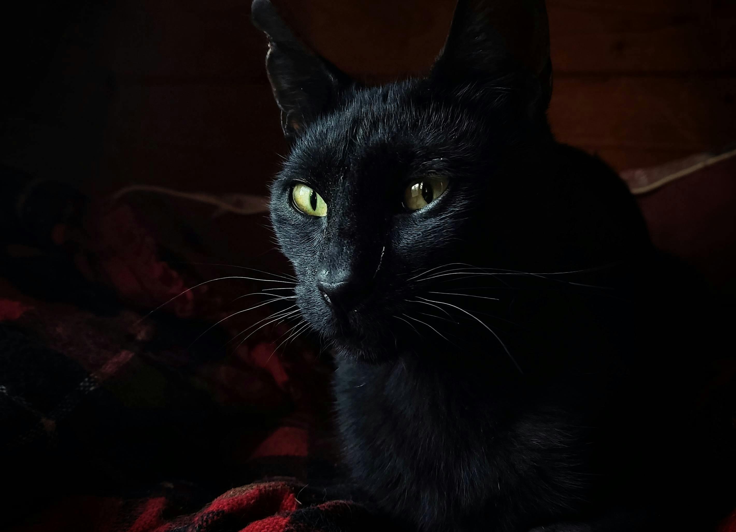 Black cat from Gats de Vilafranca